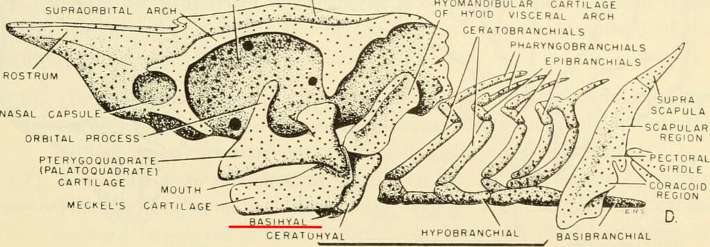 Comparative embryology of the vertebrates