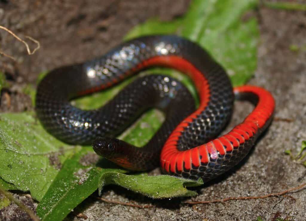 black swamp snake