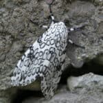 Giant leopard moth