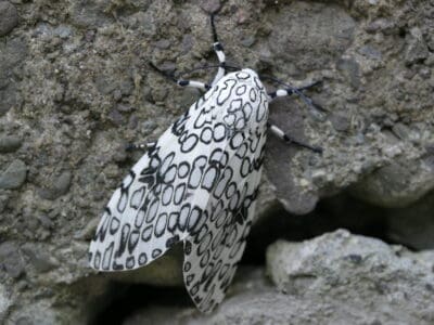 A Giant Leopard Moth