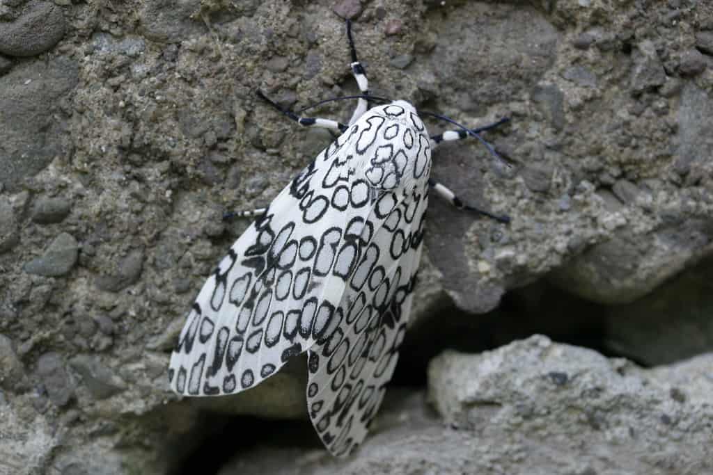 A giant leopard moth on a rock