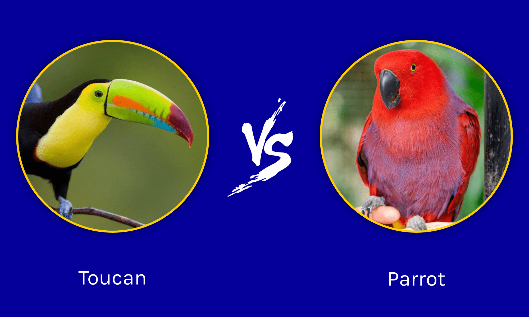 Toucan vs Parrot: What Are The Differences? - A-Z Animals