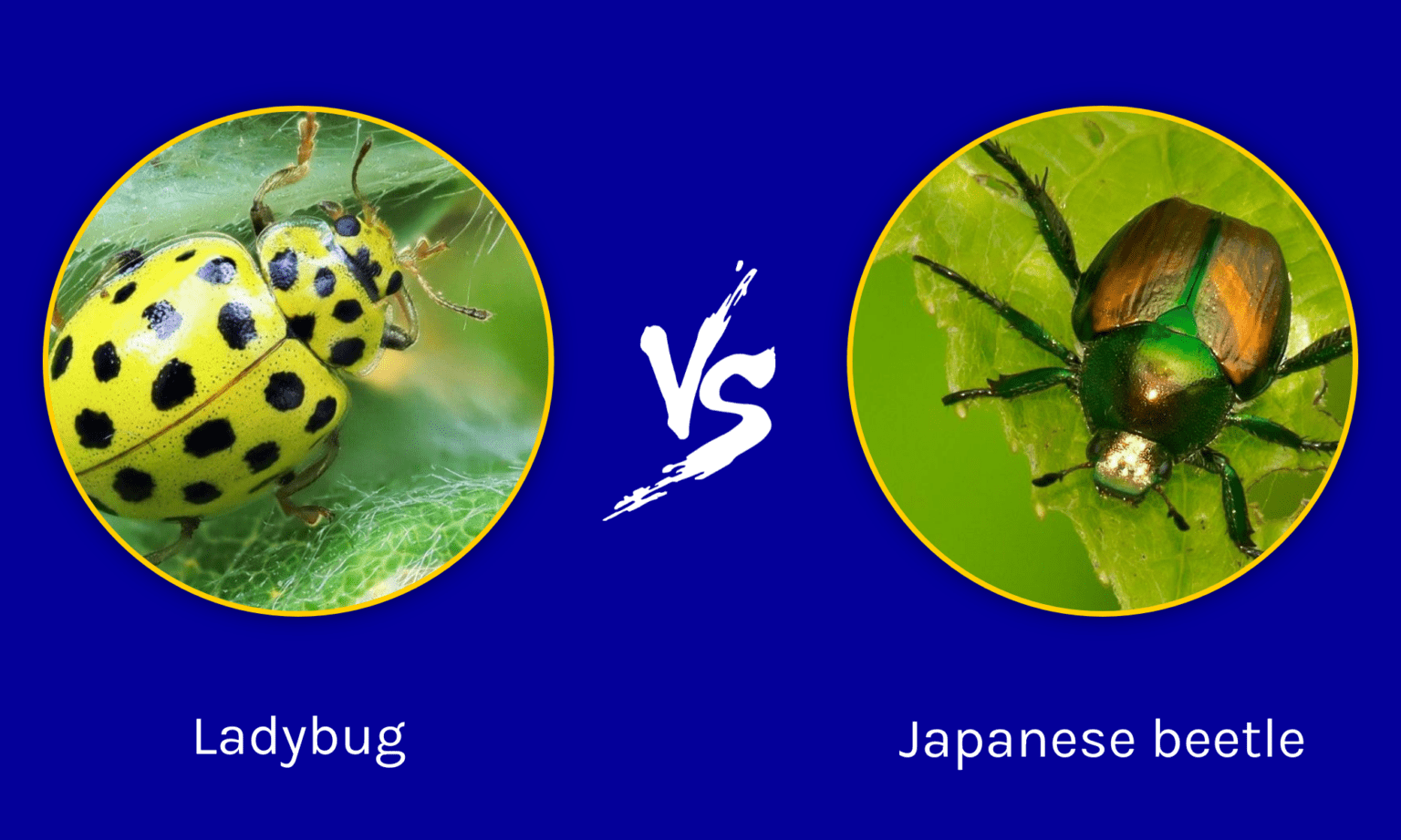 Ladybug Vs Japanese Beetle What Are The Differences Imp World 6407