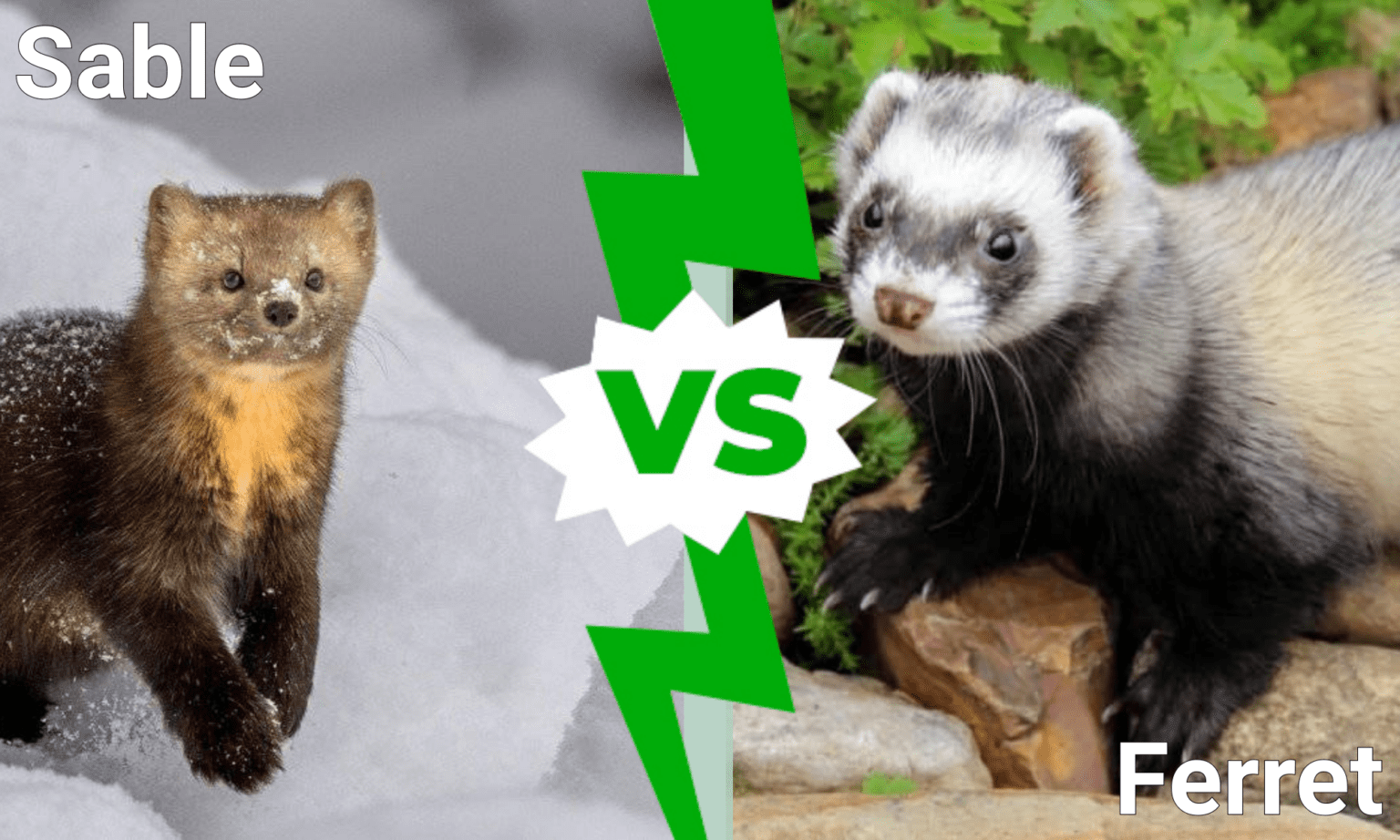 Sable vs Ferret: What Are The Differences? - A-Z Animals