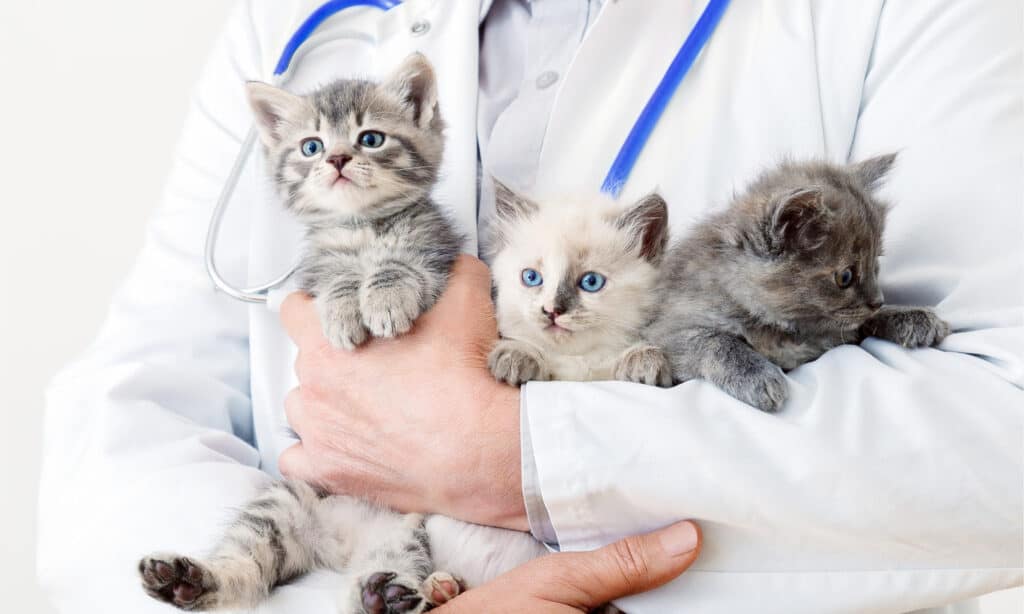 3 chatons dans les bras d'un vétérinaire