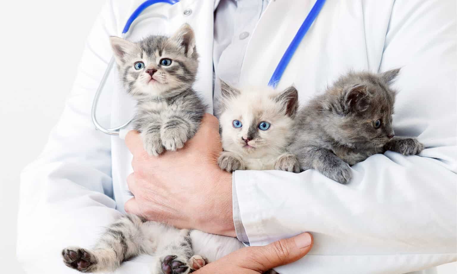 How Much Does It Cost to Neuter a Cat? (True Cost) AZ Animals