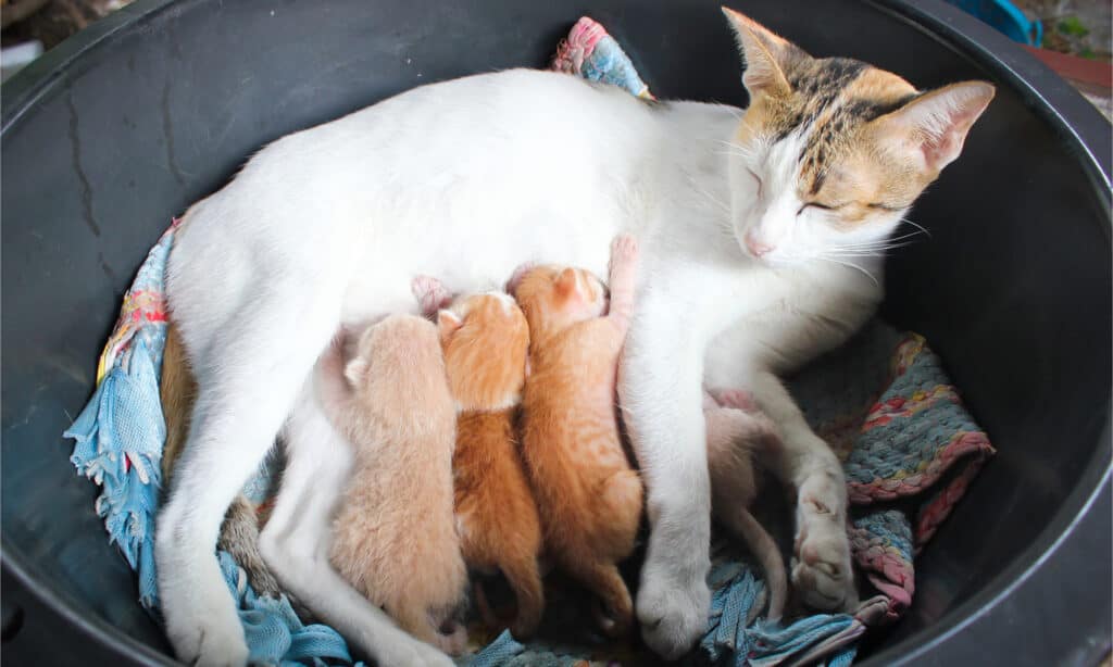 3 kittens nursing