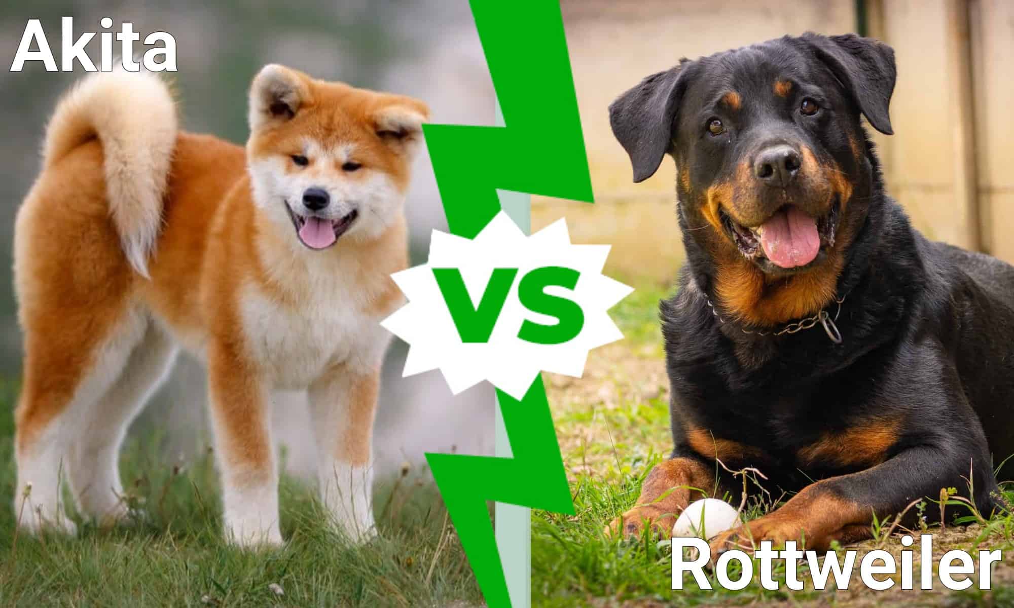 Akita vs Rottweiler: What Are The Differences? - A-Z Animals