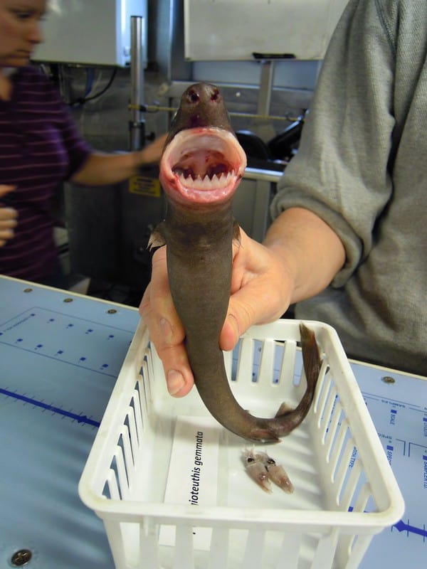 Cookie cutter shark 