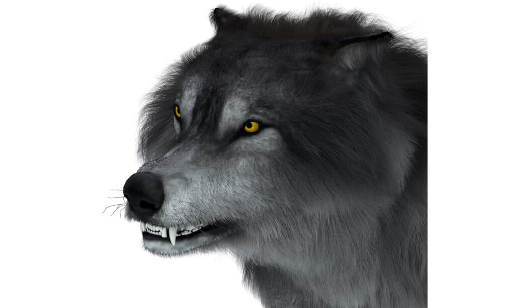 Prehistoric Predators Dire Wolf