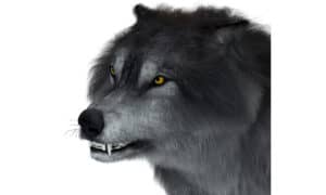 Discover 3 Extinct Wolf Species Picture