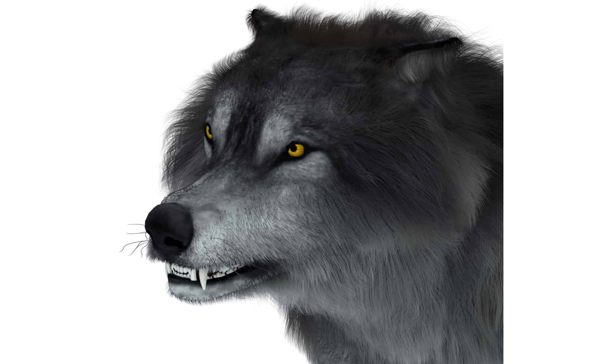 3D illustration of a dire wolf's head