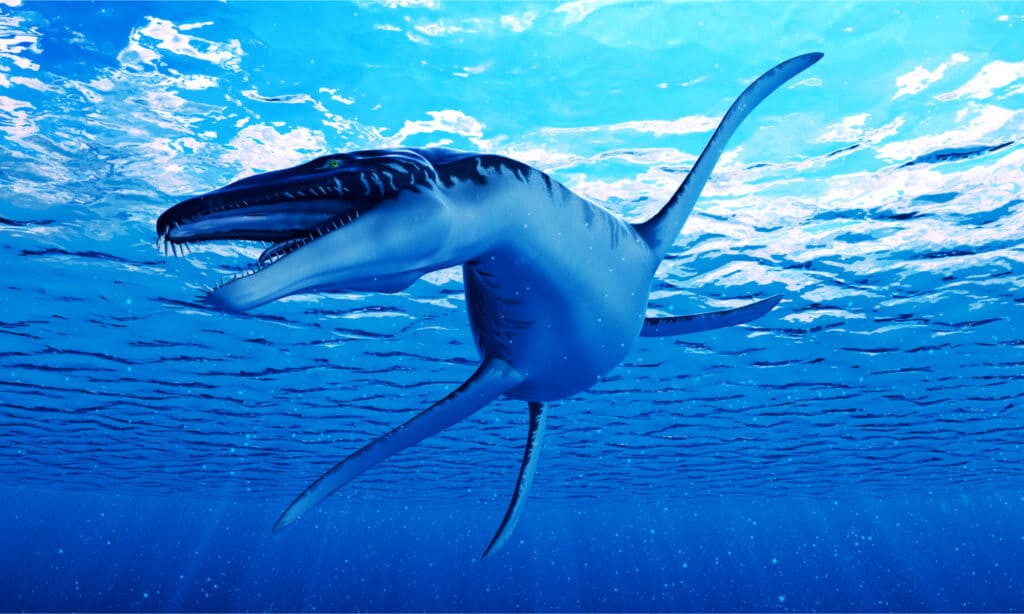 3d rendered illustration of a Liopleurodon