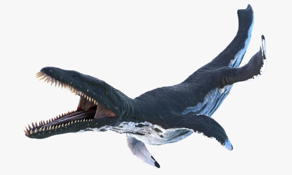 3d rendered illustration of a Liopleurodon on a white background