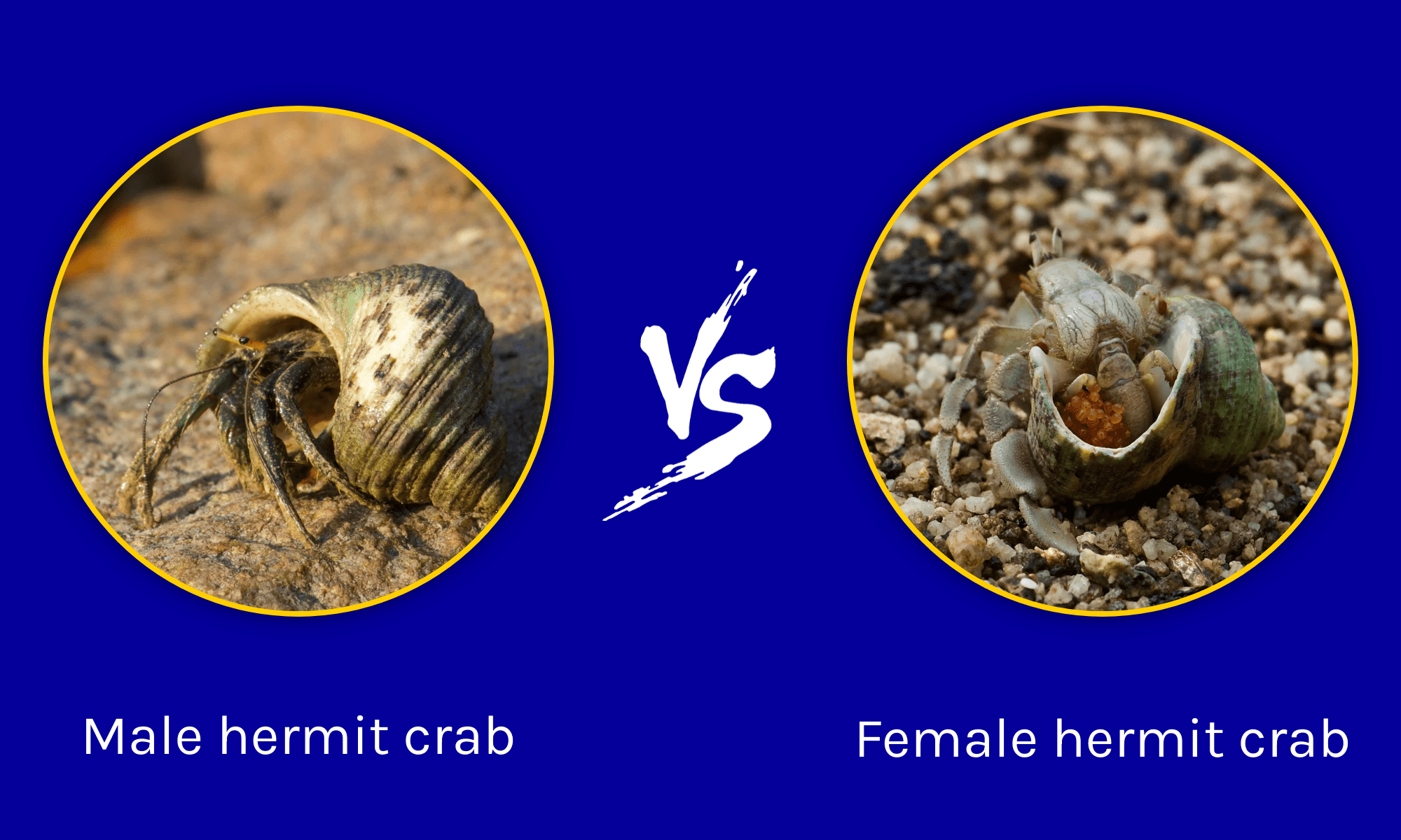 Male vs Female Hermit Crab What are the Differences? AZ Animals