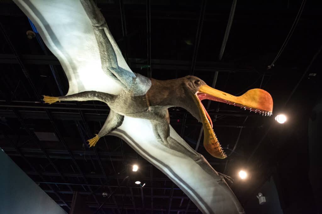 Ancient Winged Terror Was One of the Largest Animals to Fly