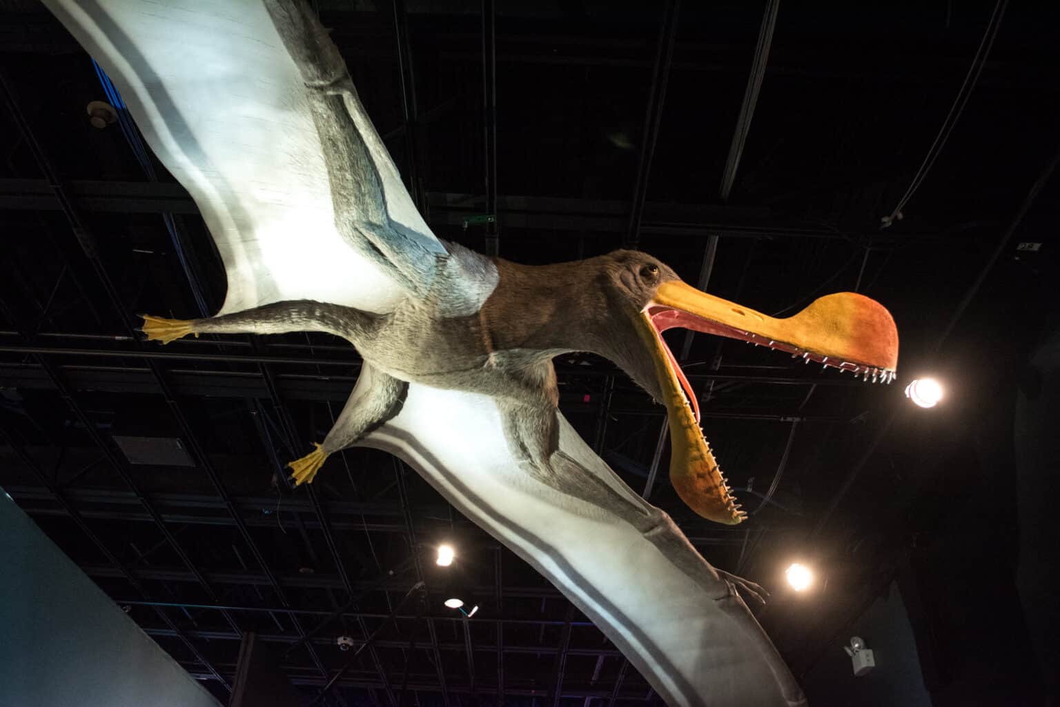 What Were The Largest Flying Dinosaurs A Z Animals