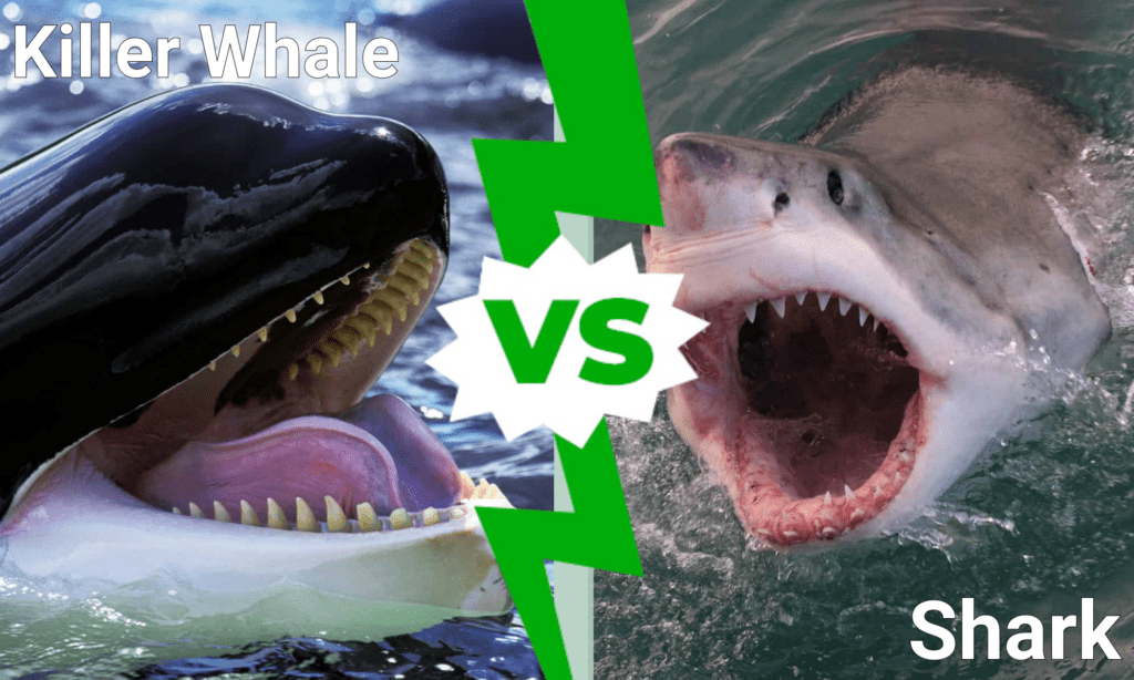 killer whale vs great white shark videos