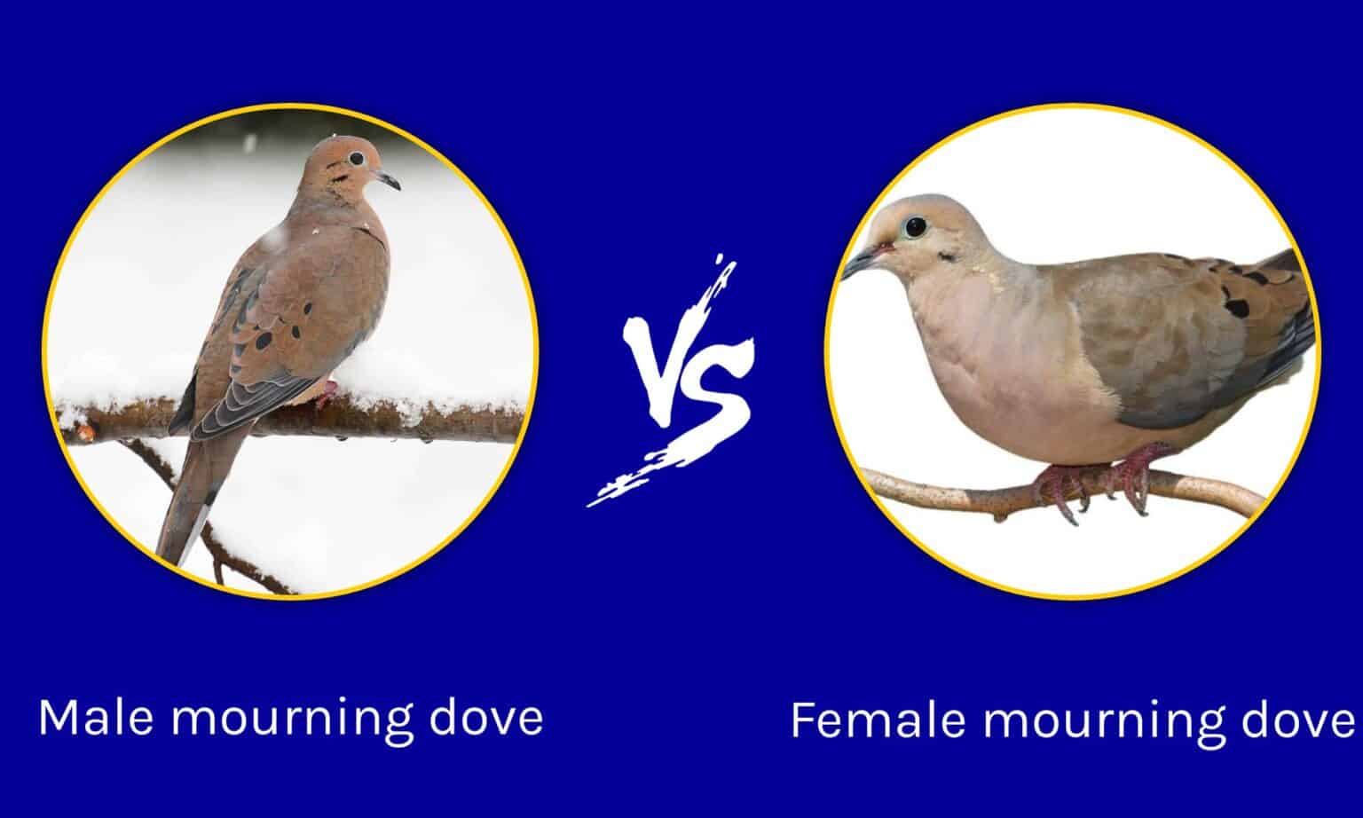 male-vs-female-mourning-dove-what-are-the-differences-a-z-animals