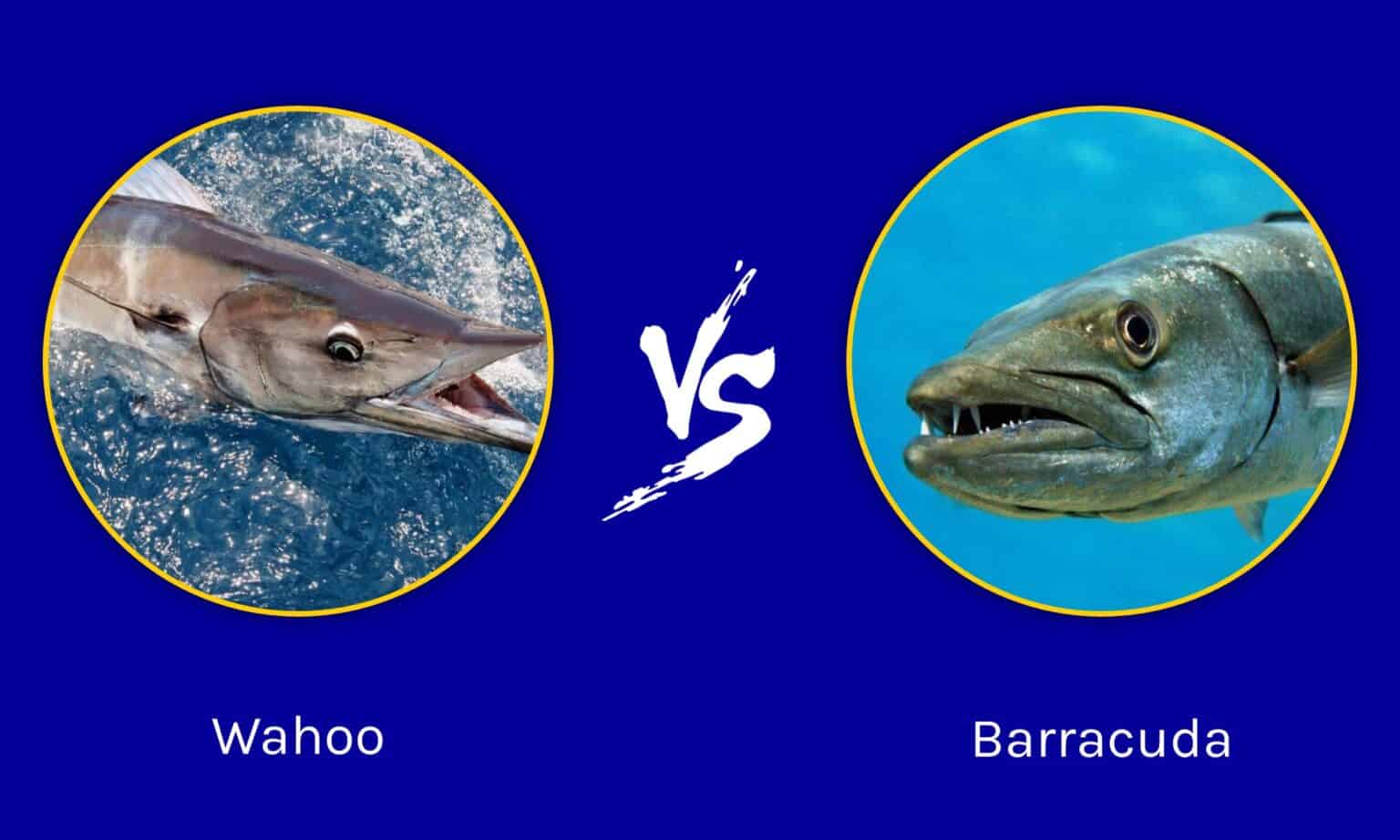 Wahoo vs Barracuda What Are 8 Key Differences? AZ Animals