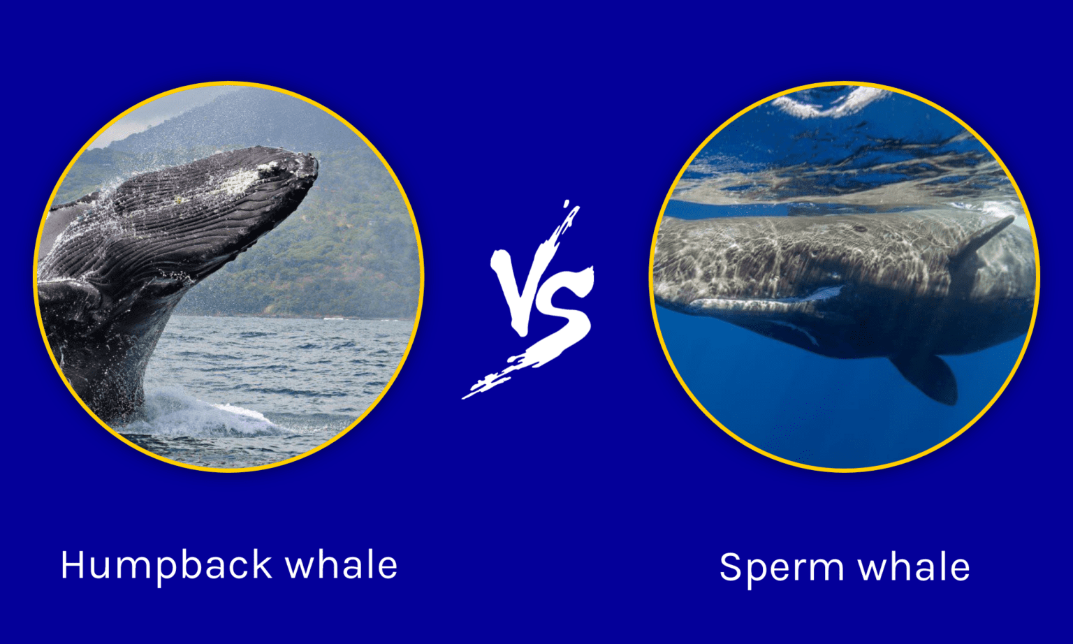 Humpback Whale vs Sperm Whale: What are the Differences? - A-Z Animals