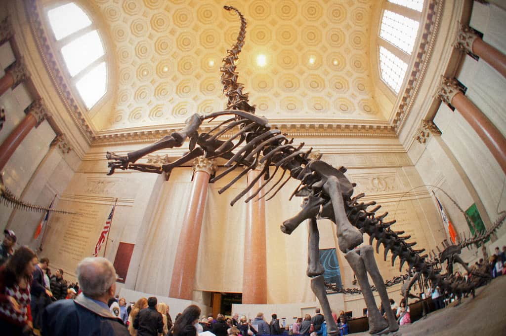 A brontosaurus skeleton in a museum