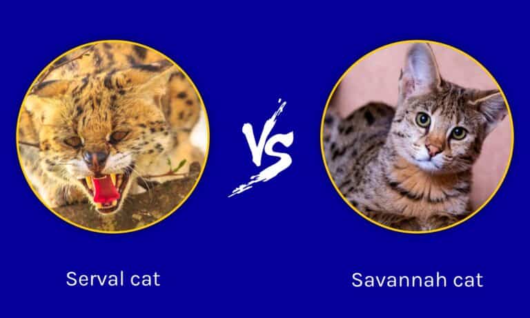 Serval Vs Savannah Cat: Key Differences (and Who Would Win In A Fight 