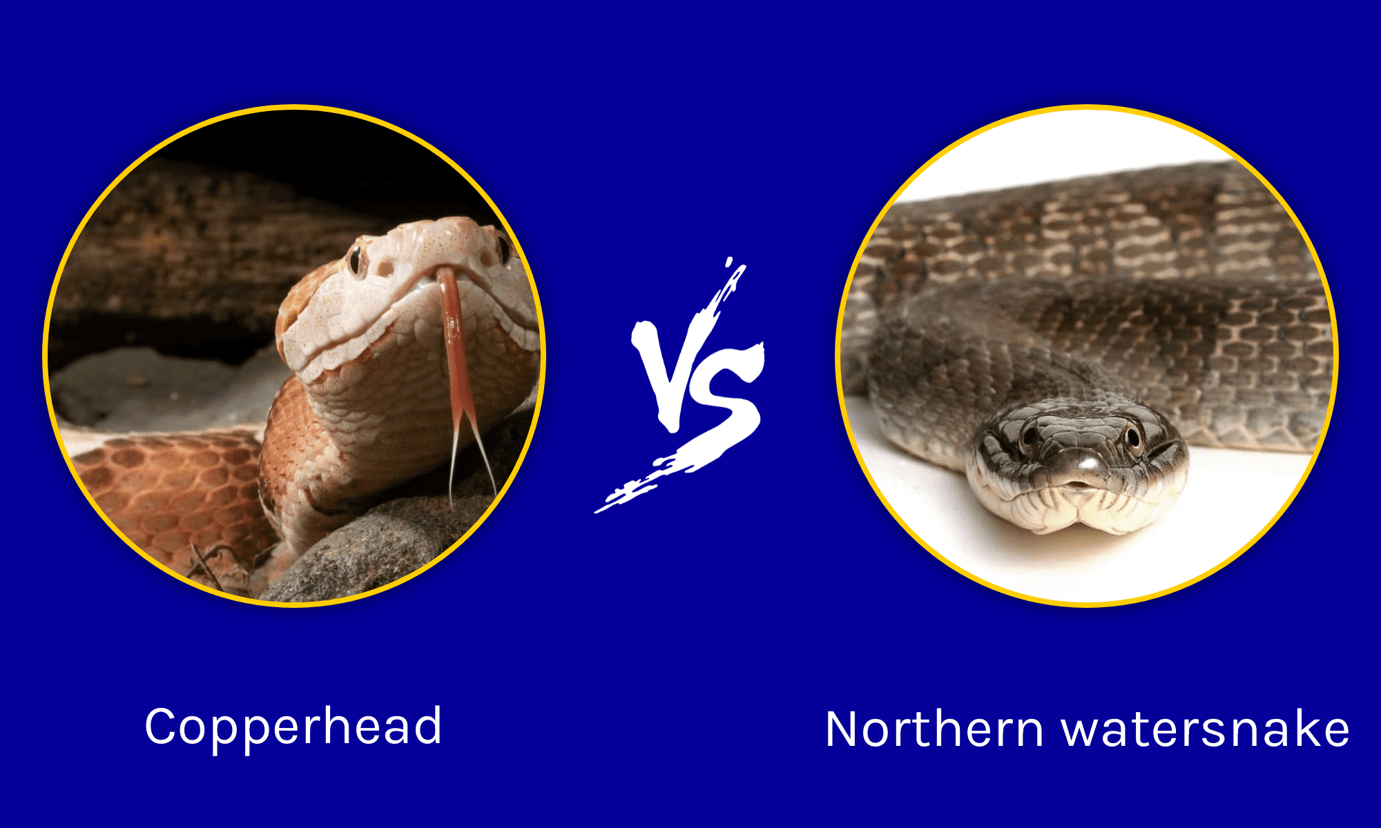 Copperhead vs Northern Watersnake: What are the Differences? - A-Z Animals