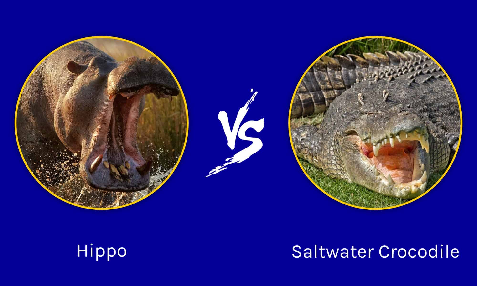 hippo-vs-saltwater-crocodile-key-differences-and-who-would-win-in-a