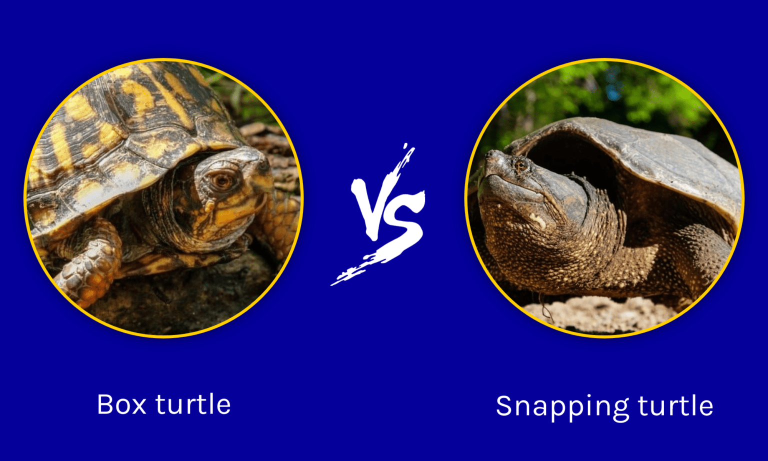 Box Turtle vs Snapping Turtle: What Are The Differences? - A-Z Animals