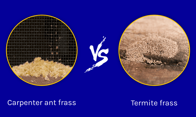 Carpenter Ant Frass Vs Termite Frass: Key Differences - A-Z Animals