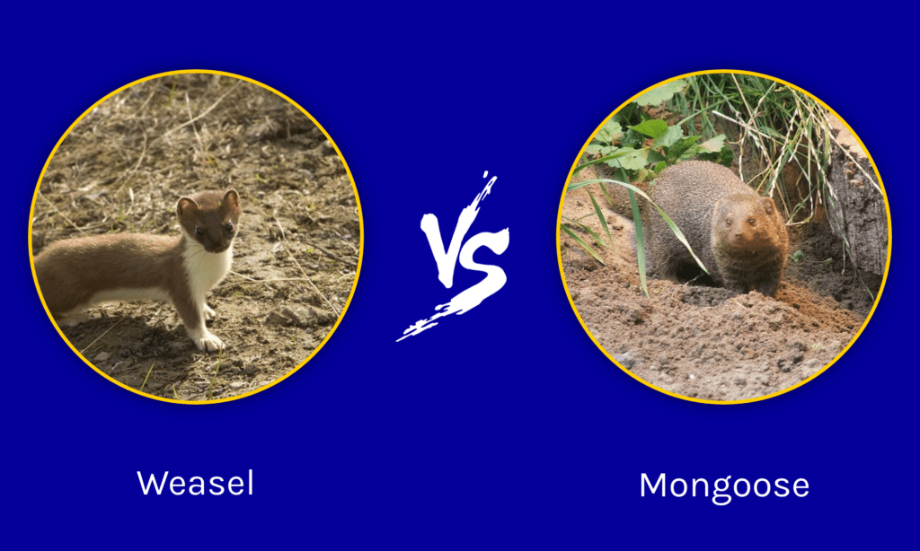 Weasel vs Mongoose: What Are 8 Key Differences? - A-Z Animals