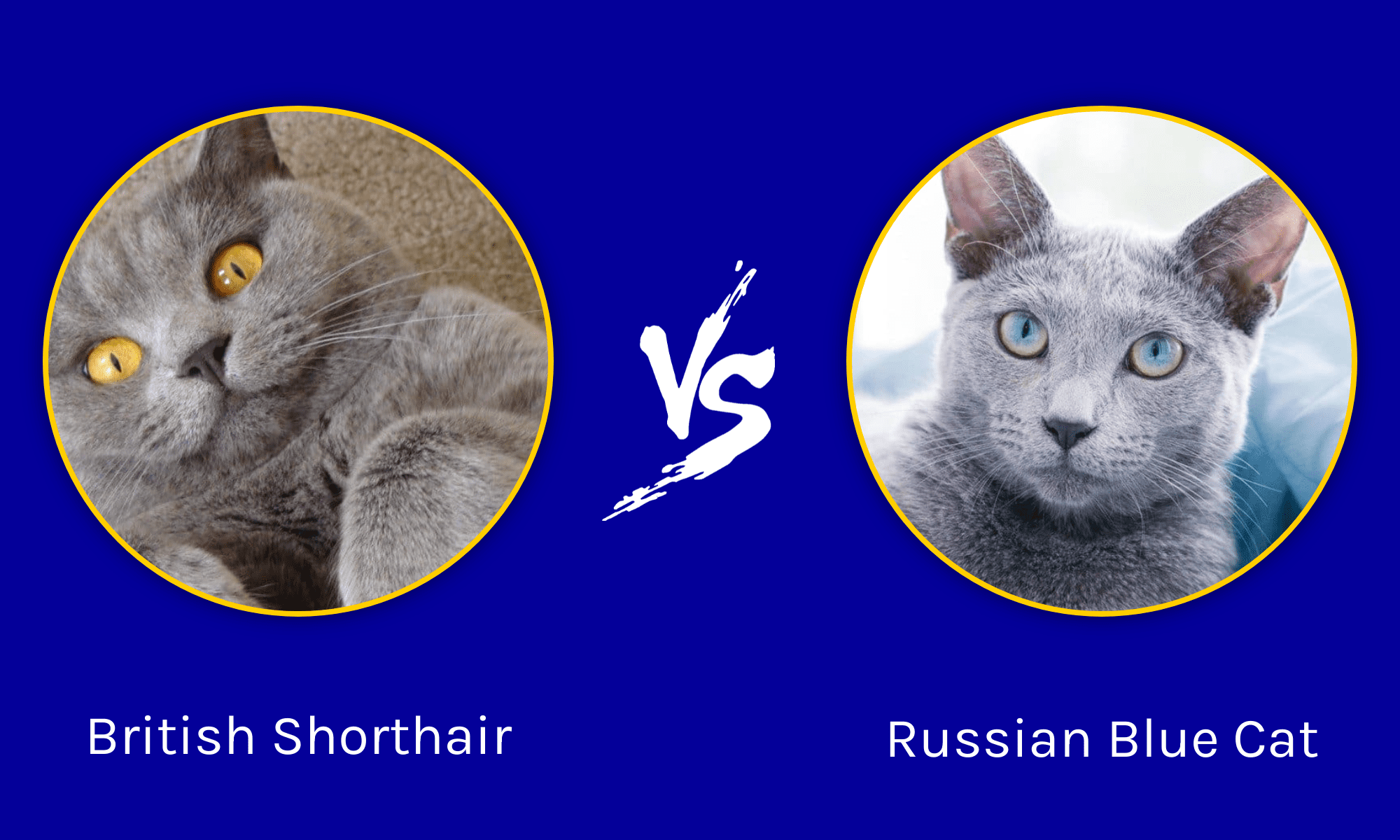 British Shorthair vs Russian Blue Cat: What Are The Key Differences ...