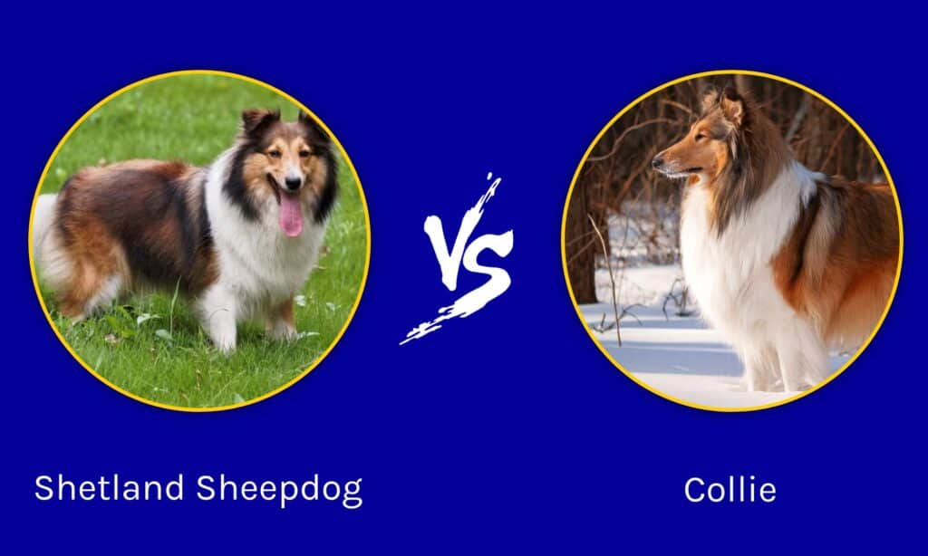 are shelties miniature collies