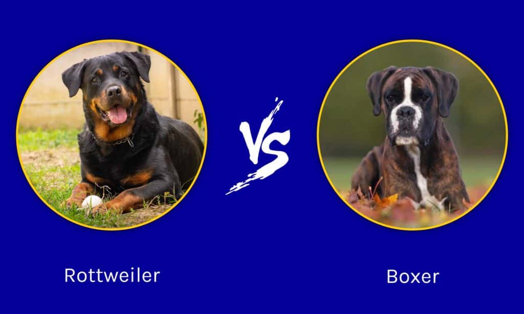 do boxer and rottweiler get along? 2