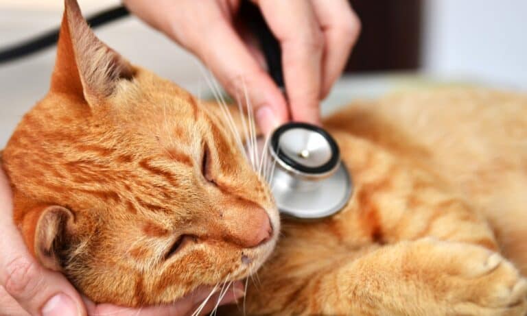 ASPCA Pet Insurance