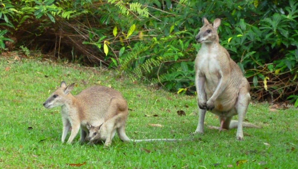 Wallyably Family - John Hill took this photo at his home near Cooktown, Queensland