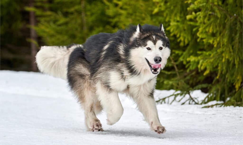 Alaskan Malamute running in the snow