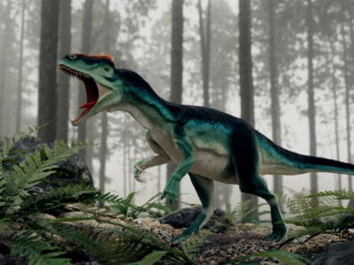 A Allosaurus fragilis
