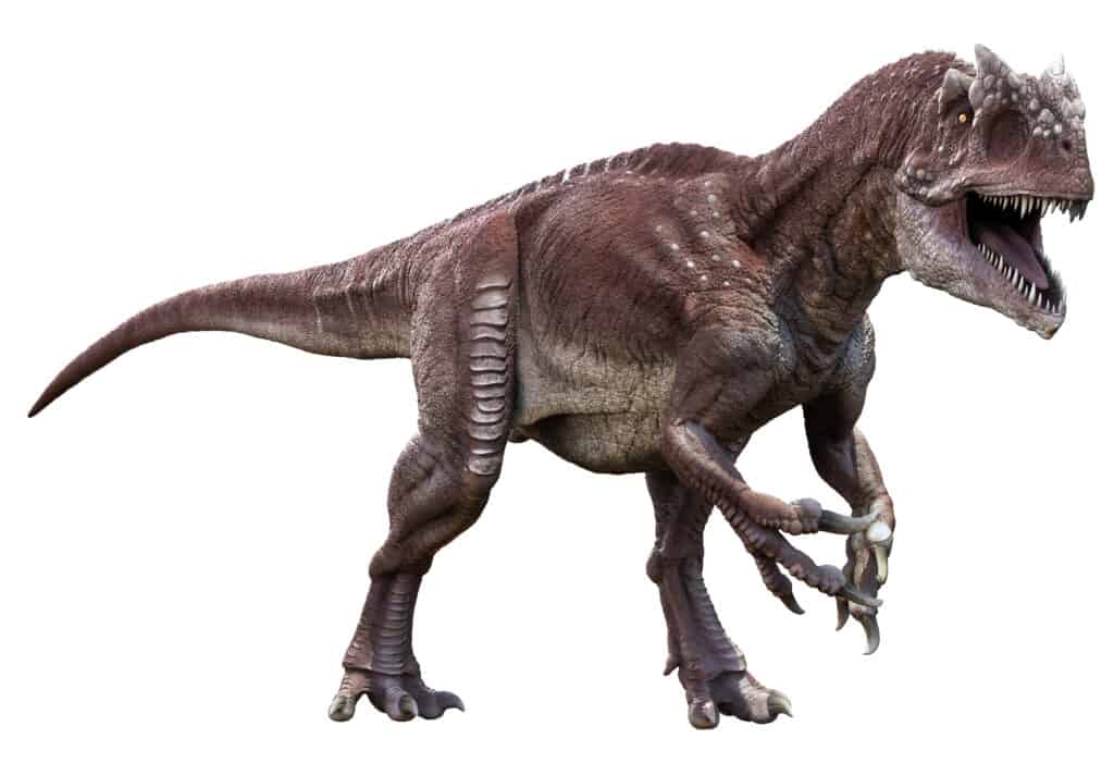 Allosaurus isolated on white background.