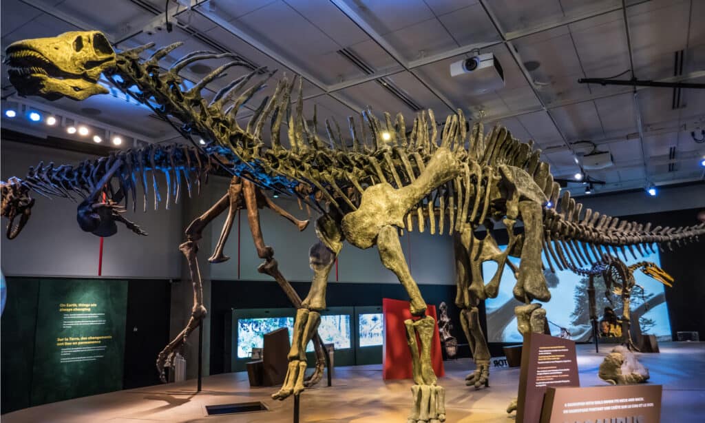 A skeleton of Amargasaurus in the Ultimate Dinosaurs traveling exhibition at the Perot Museum of Nature and Science in Dallas.