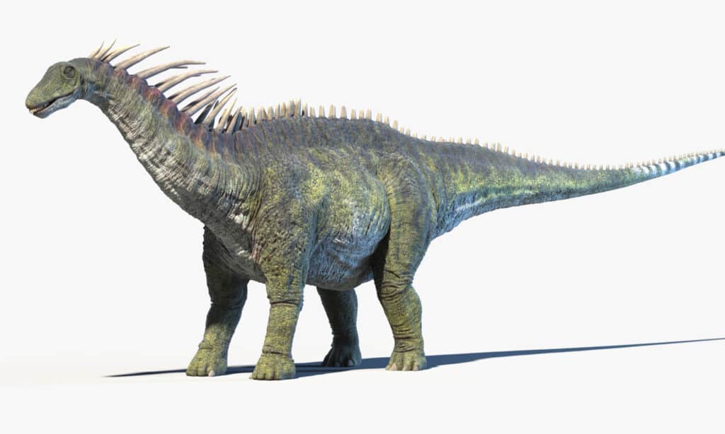 3d rendered illustration of an Amargasaurus isolated on a white background.