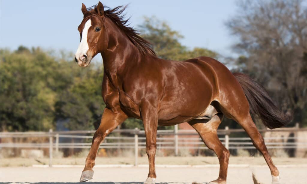 American Quarter horse chestnut stallion running in the paddock. -female horse names