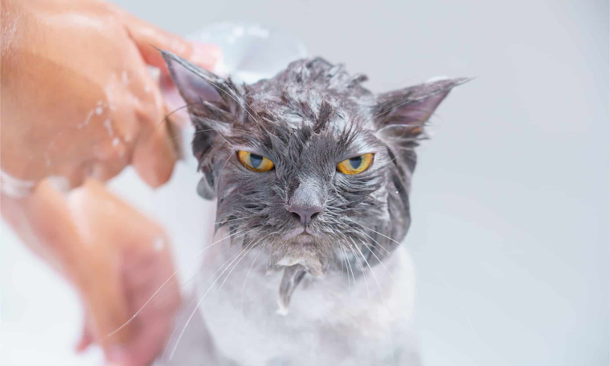 Angry grey cat with amber eyes getting a bath