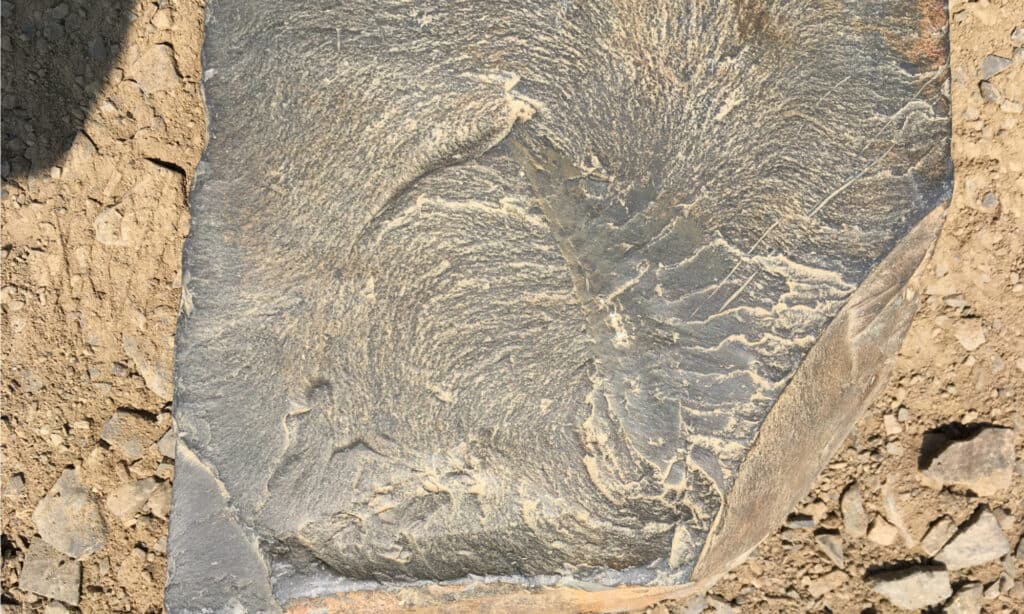 Part of an Anomalocaris fossil. It is only through the study of these fossils that scientists discover the true nature of the animals that came before humans.