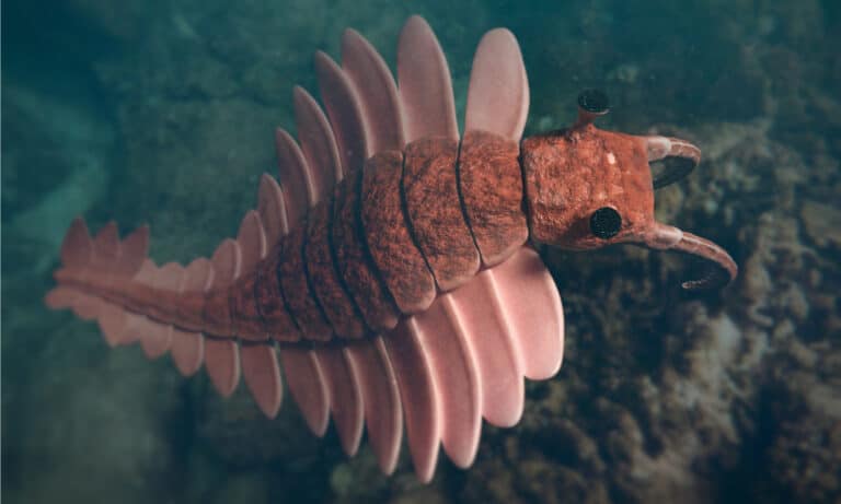 Anomalocaris, prehistoric creature of the Cambrian period.