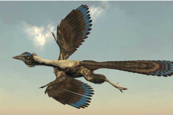Archaeopteryx is perhaps the most well-known early bird. It has features of both reptiles and modern birds.