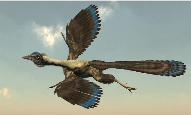 Archaeopteryx is perhaps the most well-known early bird. It has features of both reptiles and modern birds.