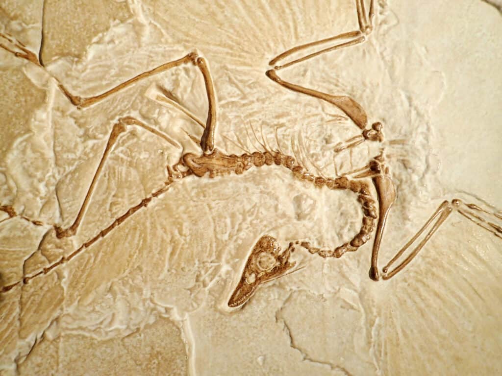Fossilized Archaeopteryx, a transitional fossil between dinosaur and modern birds remains in stone.