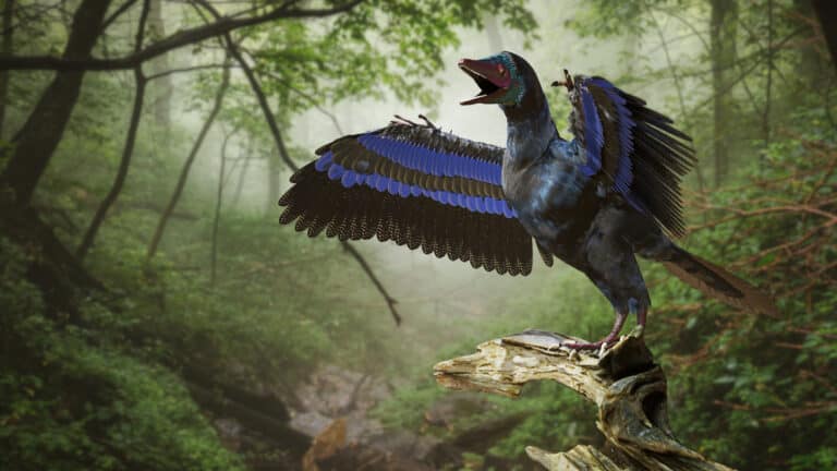 Archaeopteryx, bird-like dinosaur from the Late Jurassic period around 150 million years ago.